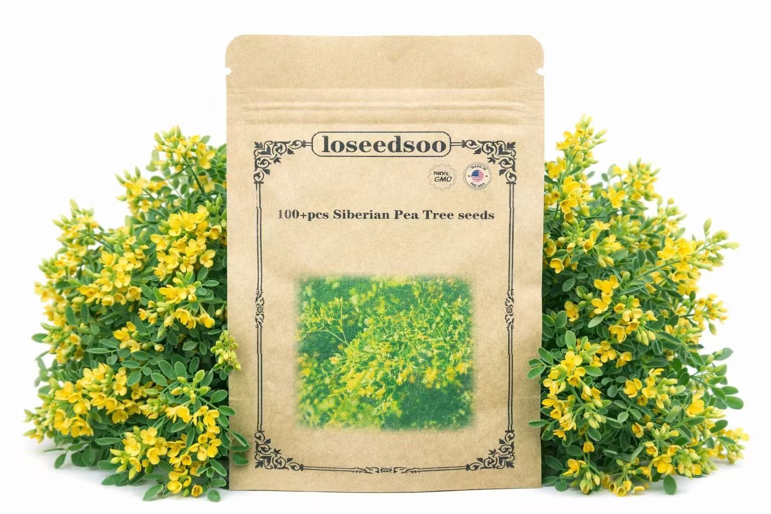 100+ Siberian Pea Tree Seeds for Planting – Caragana Arborescens Hardy Yellow Fl