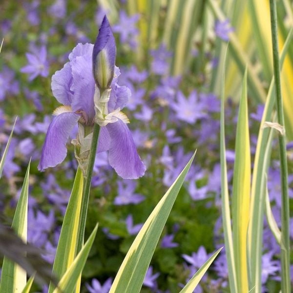 Lot of 3 Rhizomes/Bulbs~iris pallida variegata aurea~Variegated, Sweet~FRAGRANT