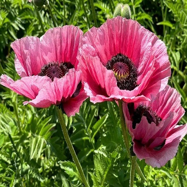 Mixed Colors Oriental Poppy Seeds For Planting Stratified Perennial Fresh Seeds