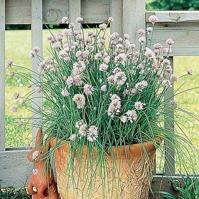 150 GARLIC CHIVE / CHIVES HERB SEEDS ~ heirloomseedguy ~ 2026 ~ NON-GMO