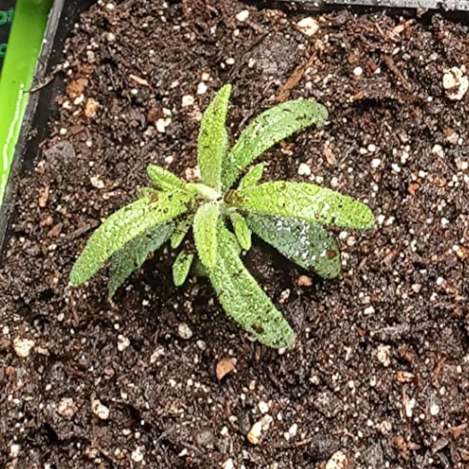 Heirloom Rosemary Seeds – 100 Non-GMO Seeds for Culinary & Medicinal Gardens