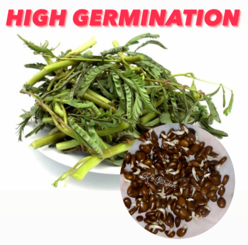 60+ PCS WATER MIMOSA VEGETABLE SEEDS, HẠT RAU NHÚT |98% GERMINATION|