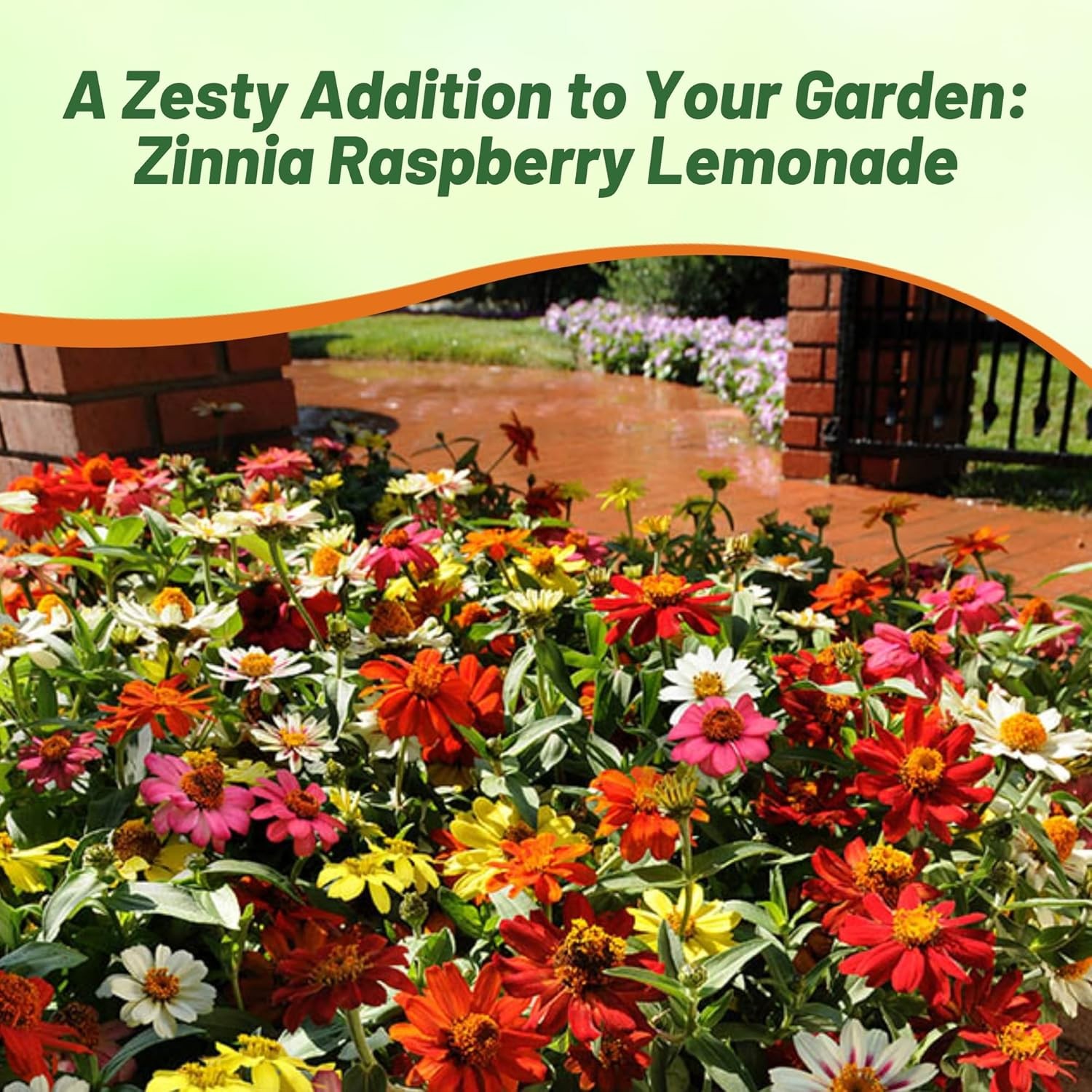 50Pcs Raspberry Lemonade Mix Zinnia Seeds, Heat/Drought Tolerant Annual