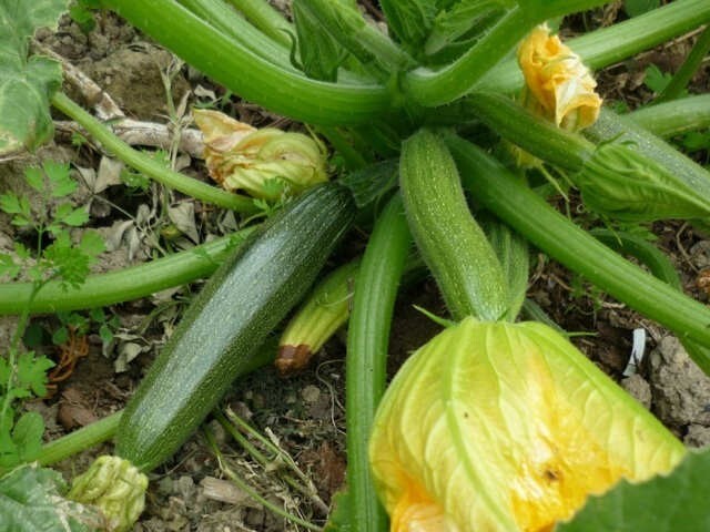 Zucchini Prolific Straightneck yellow or Elite green Summer Squash,NON GMO seeds