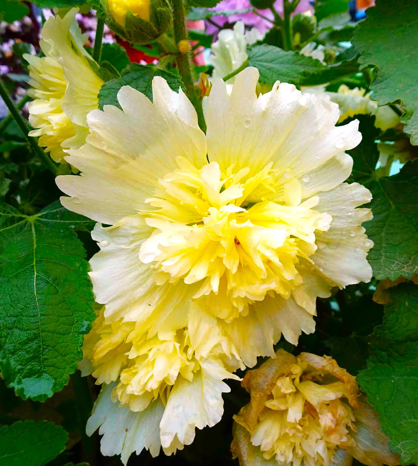 Summer Carnival Hollyhocks Seeds |Alcea Rosea Rose Holly Garden Flower Seed 2024