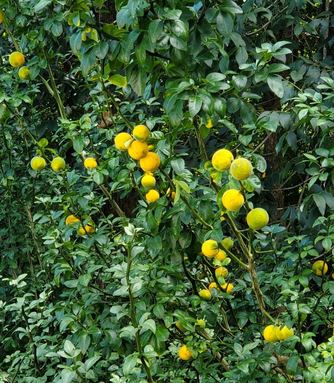 Poncirus Trifoliata Orange 100+ STRATIFIED Seeds 2025 HARVEST USE 4 ROOTSTOCK 🍊