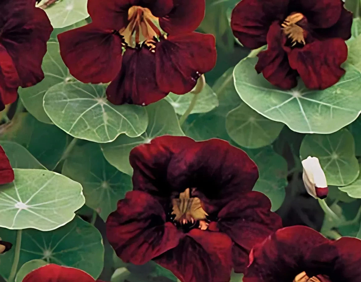 Nasturtium BLACK VELVET Heirloom Edible Beneficial Flowers USA Non-GMO 25 Seeds