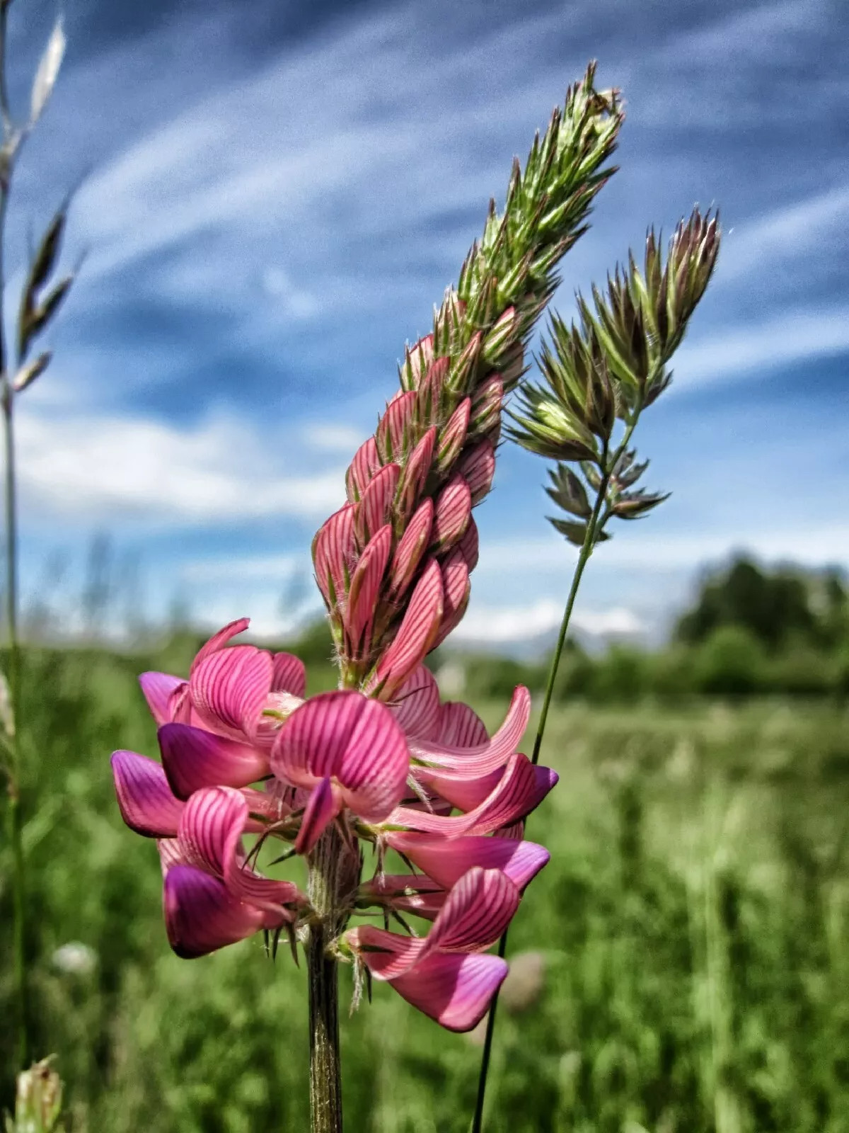 Pink Sainfoin {Onobrychis viciifolia} 50 SEEDS USA POST