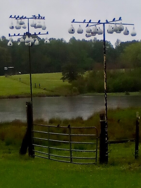 50+ Purple Martin birdhouse gourd seeds – the original from Alabama gourd seeds