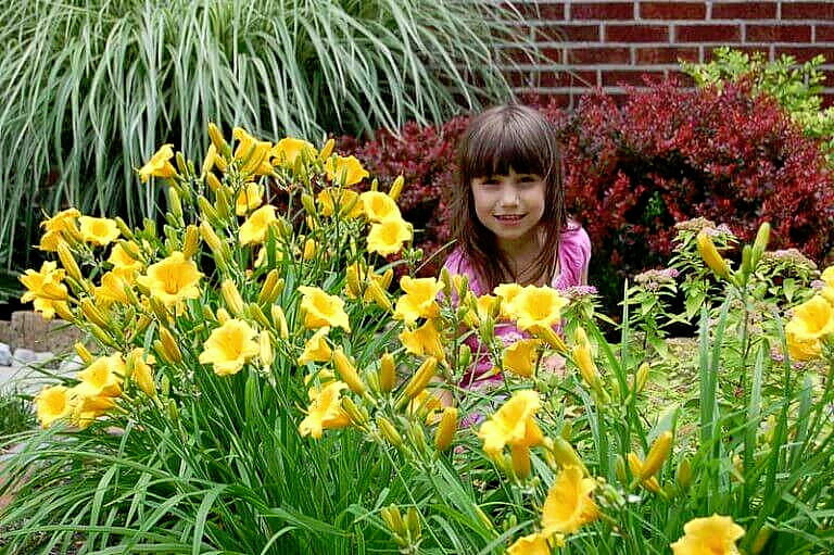 40 GOLDEN DEEP YELLOW STELLA DE ORO DAYLILY SEEDS-~Constant Re-Blooming Flowers!