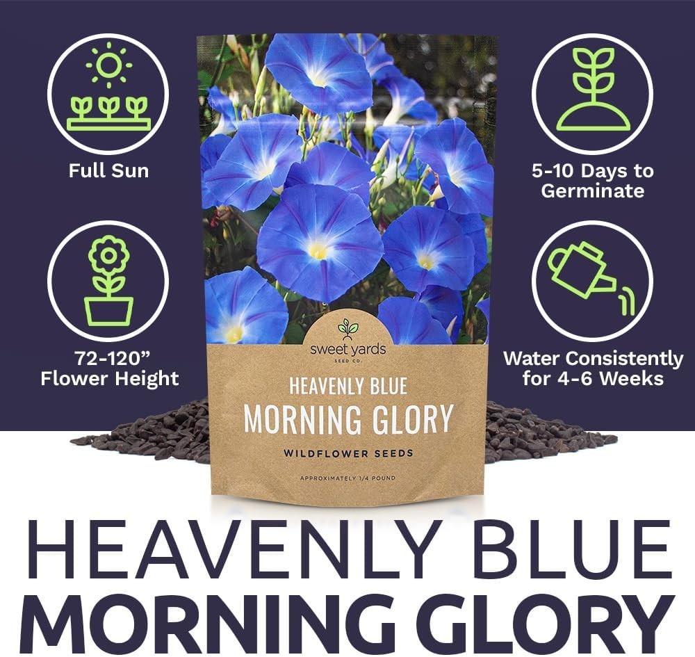 Bulk 1/4 Pound Morning Glory Seeds – Heavenly Blue Flowers with 4000+ Seeds