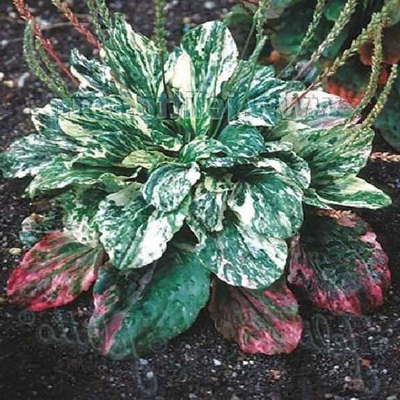 40 Seeds Plantain Seeds – Variega T60, Home Gardening Seeds