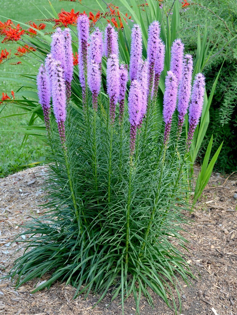 Dense blazing star (Liatris spicata) Seed Pack ~25 Seeds Pennsylvania Ecotype