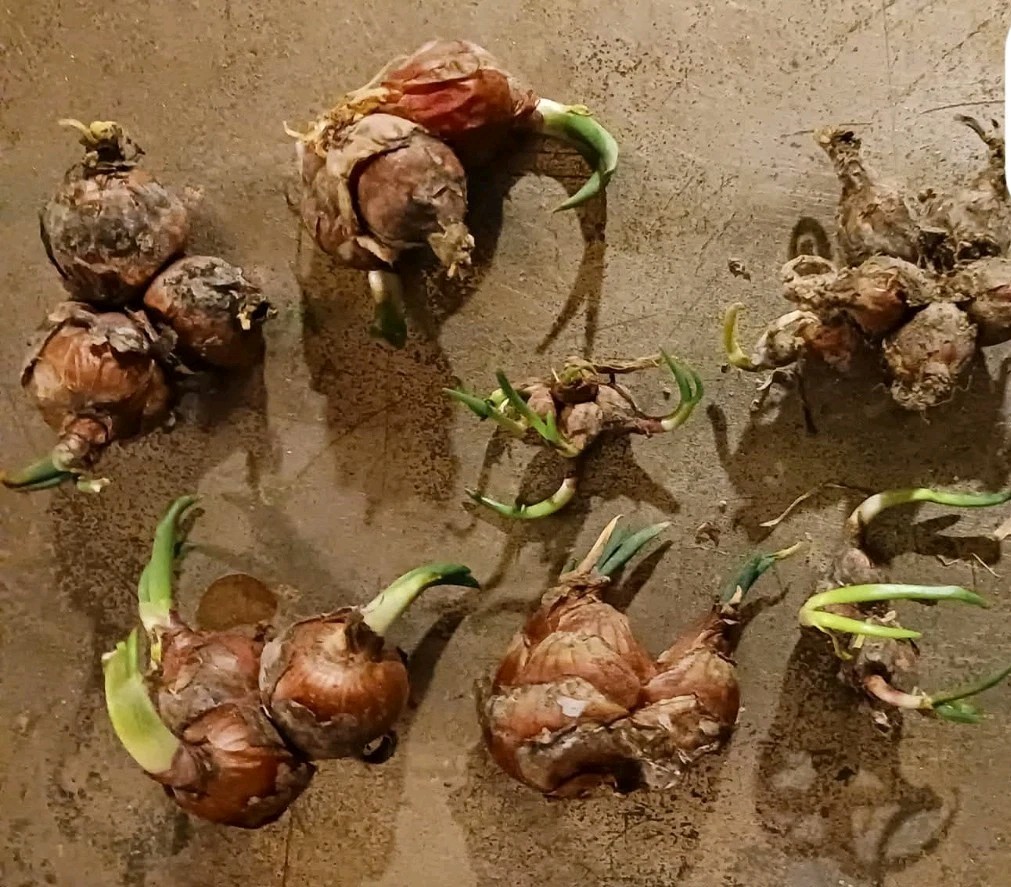 🌰Egyptian Walking Onion bulb Sets PERENNIAL Frost Hardy HERB GARDEN MEDICINAL!!