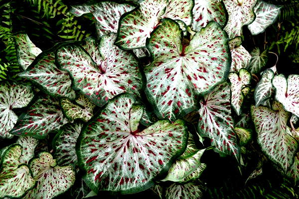 GINGERLAND CALADIUM 1 BULB direct from Florida Plantation