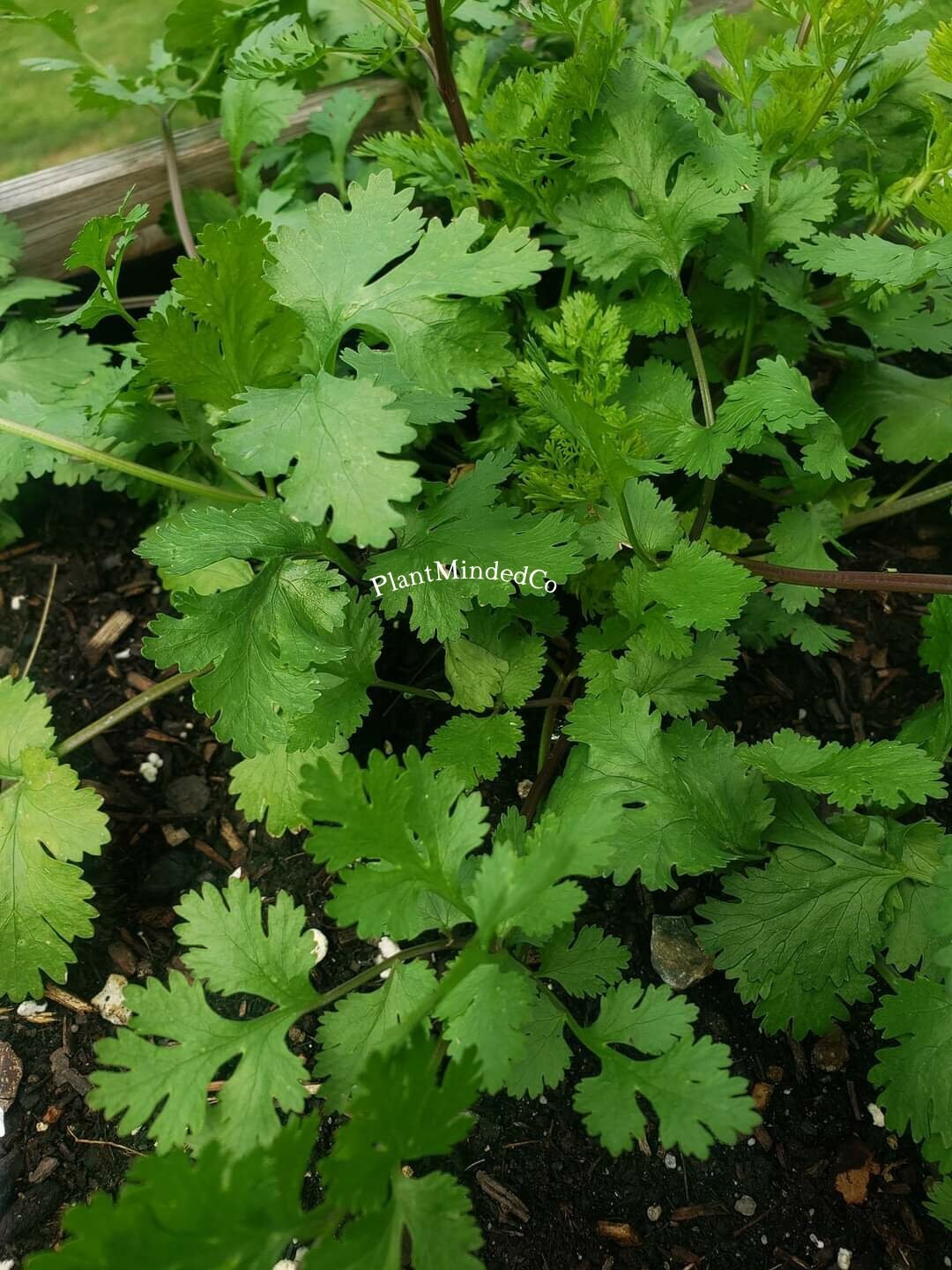 CILANTRO | Culinary Herb | Coriandrum sativum | Great Taste! | 50+ SEEDS