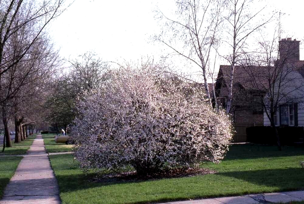Nanking Chinese Dwarf Cherry Tree Seeds (Prunus tomentosa) Fruit Fast, Hardy-2