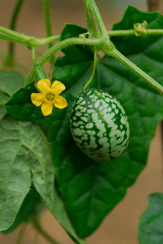 50 Mouse Melon Seeds | Grow This Exotic and Rare Garden Fruit | Cucamelon Seeds,