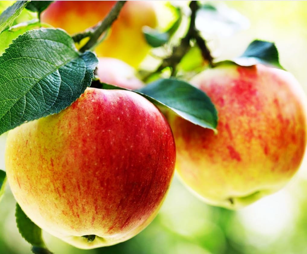 100 pcs Apple Tree Seeds Honey Crisp Honey Crunch Pomme Pommier Fruit Plant B…