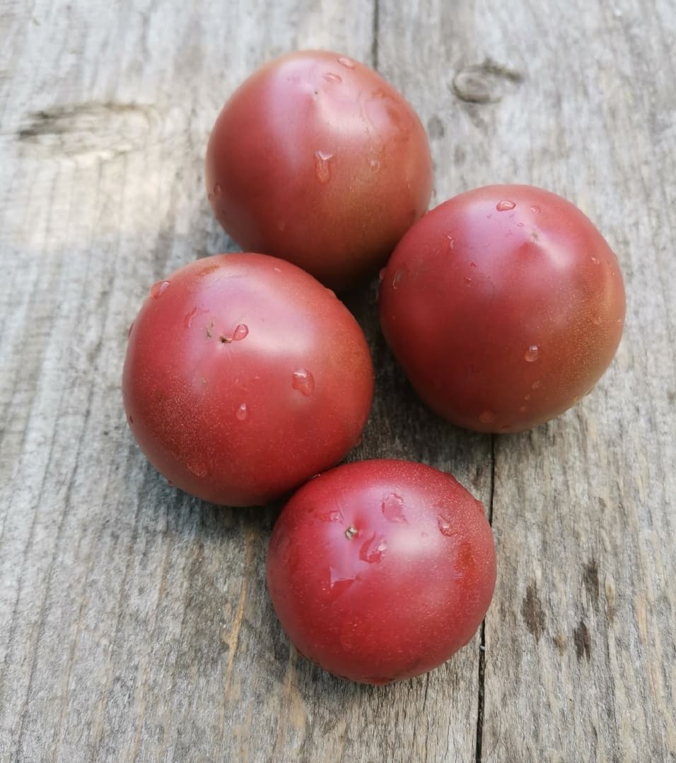 10 seeds Dwarf Velvet Night Tomato Purple cherry ORGANIC Rare Variety DTP