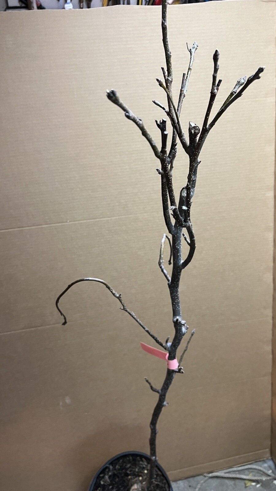 Orient pear, 4 ft tall grafted tree bareroot Pyrus communis Asian