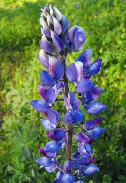 Lupinus succulentus | Arroyo or Succulent Lupine | 25 Seeds
