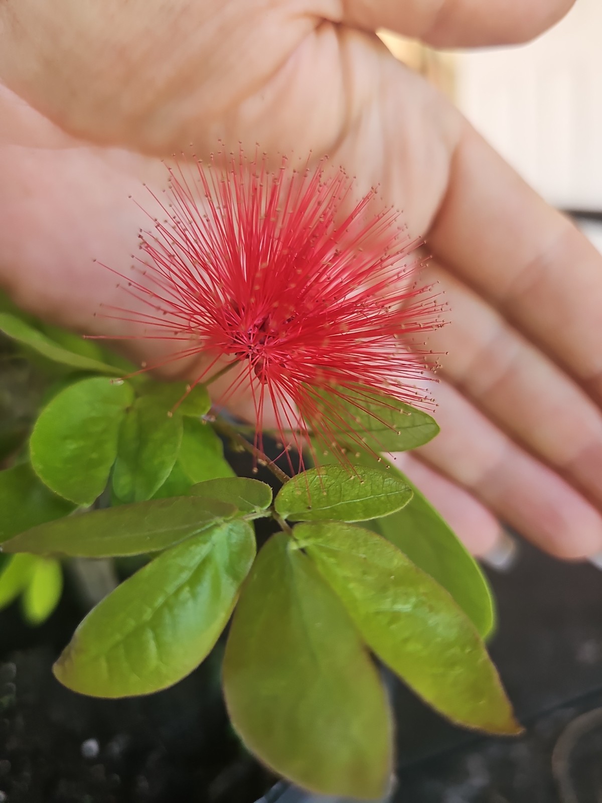Mature Large dwarf pink powder puff Calliandra emarginata schultzei Live Plant