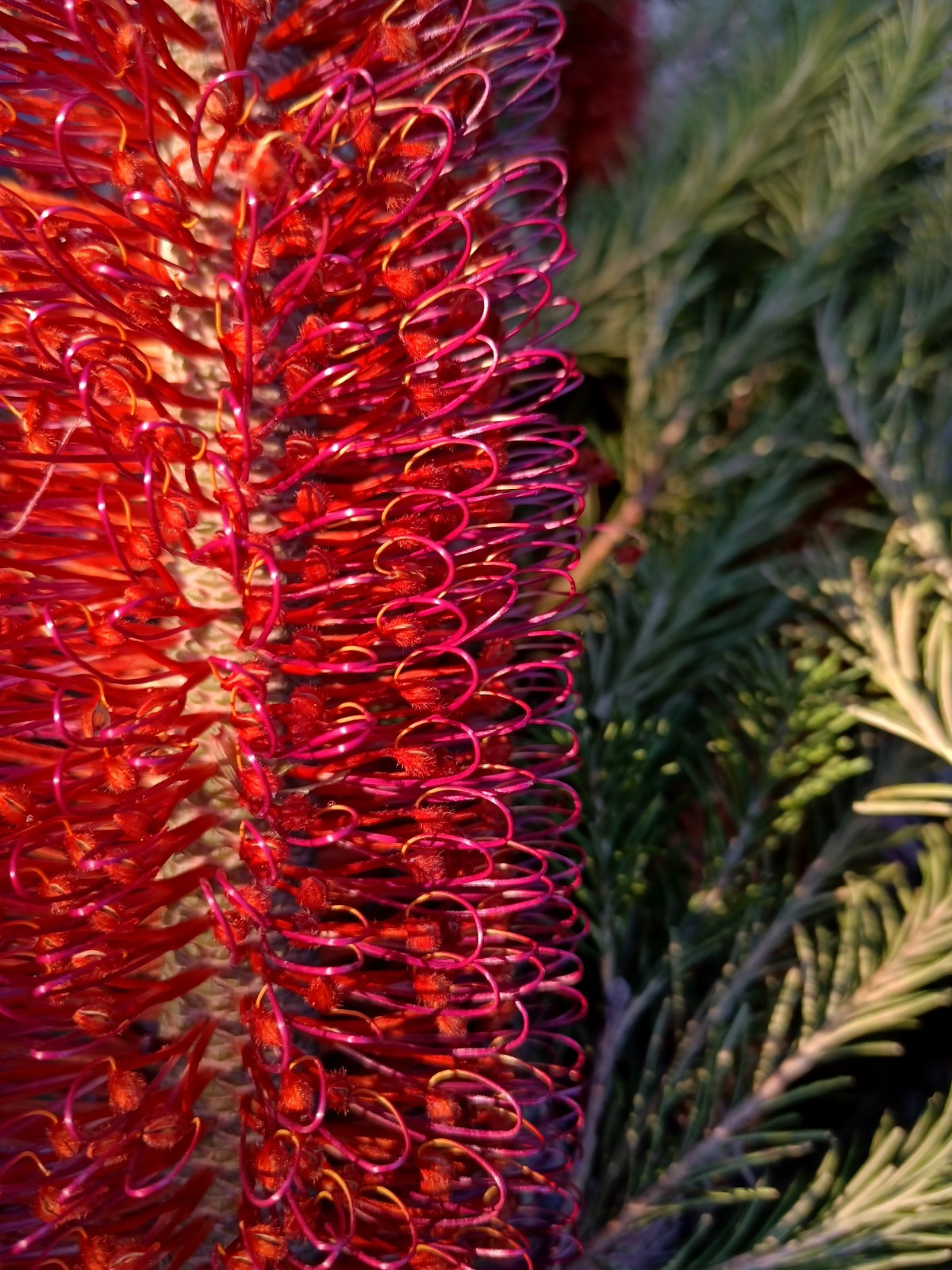 5 Lantern Banksia Tree Seeds “Fireworks” Exotic Flowering House Plant RARE
