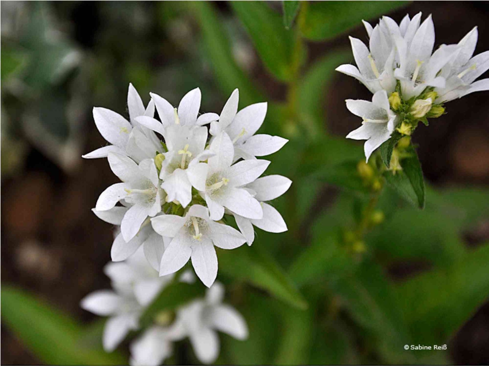Campanula glomerata – Alba seed