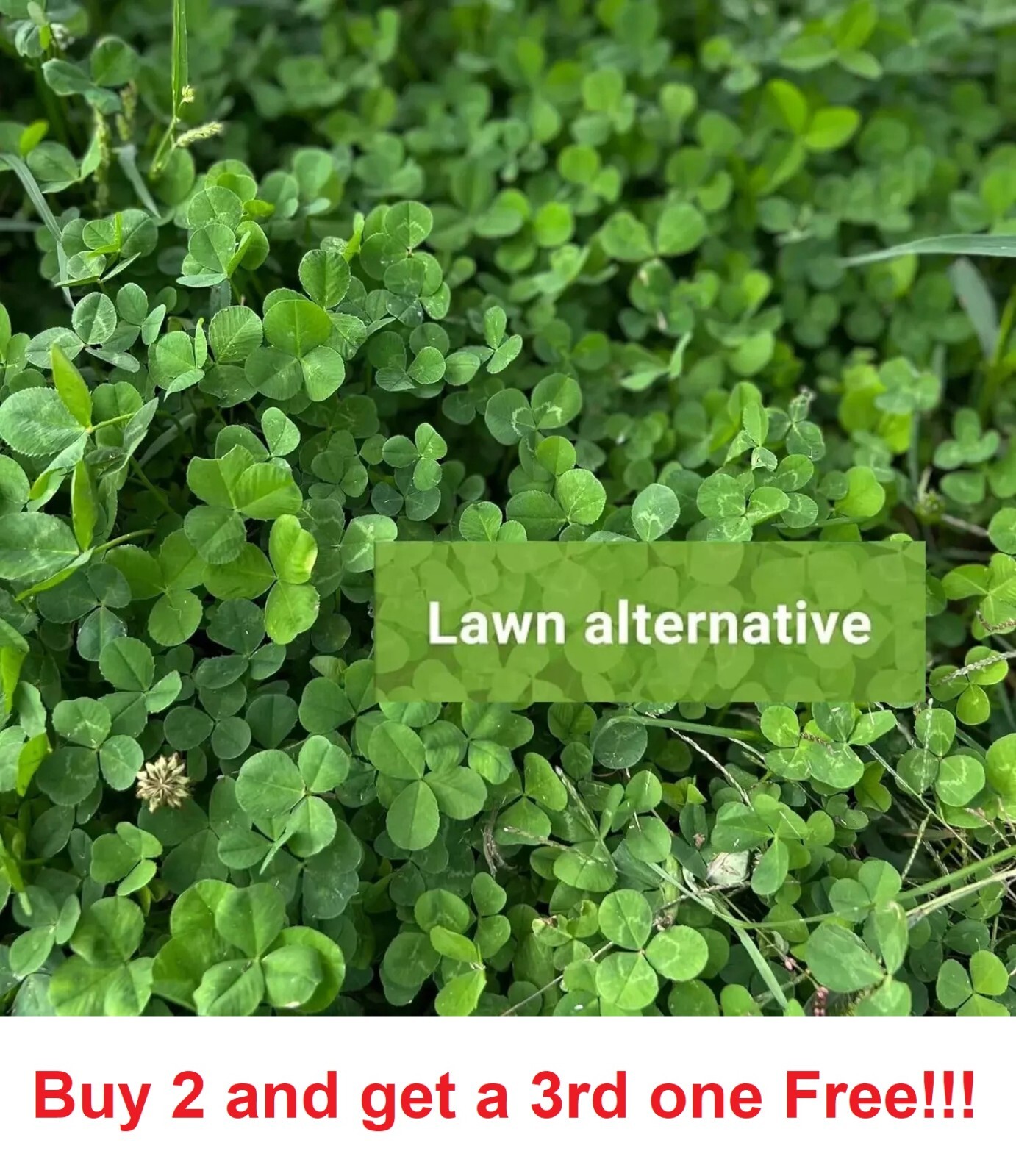 (1 Packs) Micro Clover Seeds Cover Crop Seeds / Fresh Flower 5,000–6,000 Seeds