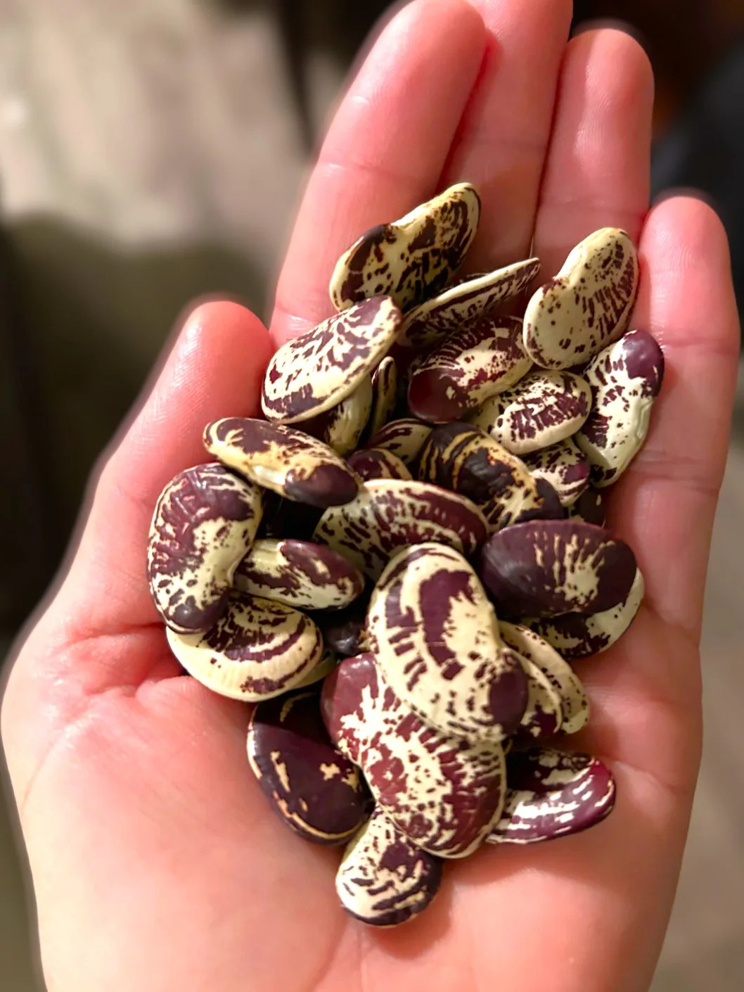 Christmas Pole Lima Bean Seeds | Heirloom Red Speckled Big Limas Beans Seed 2025