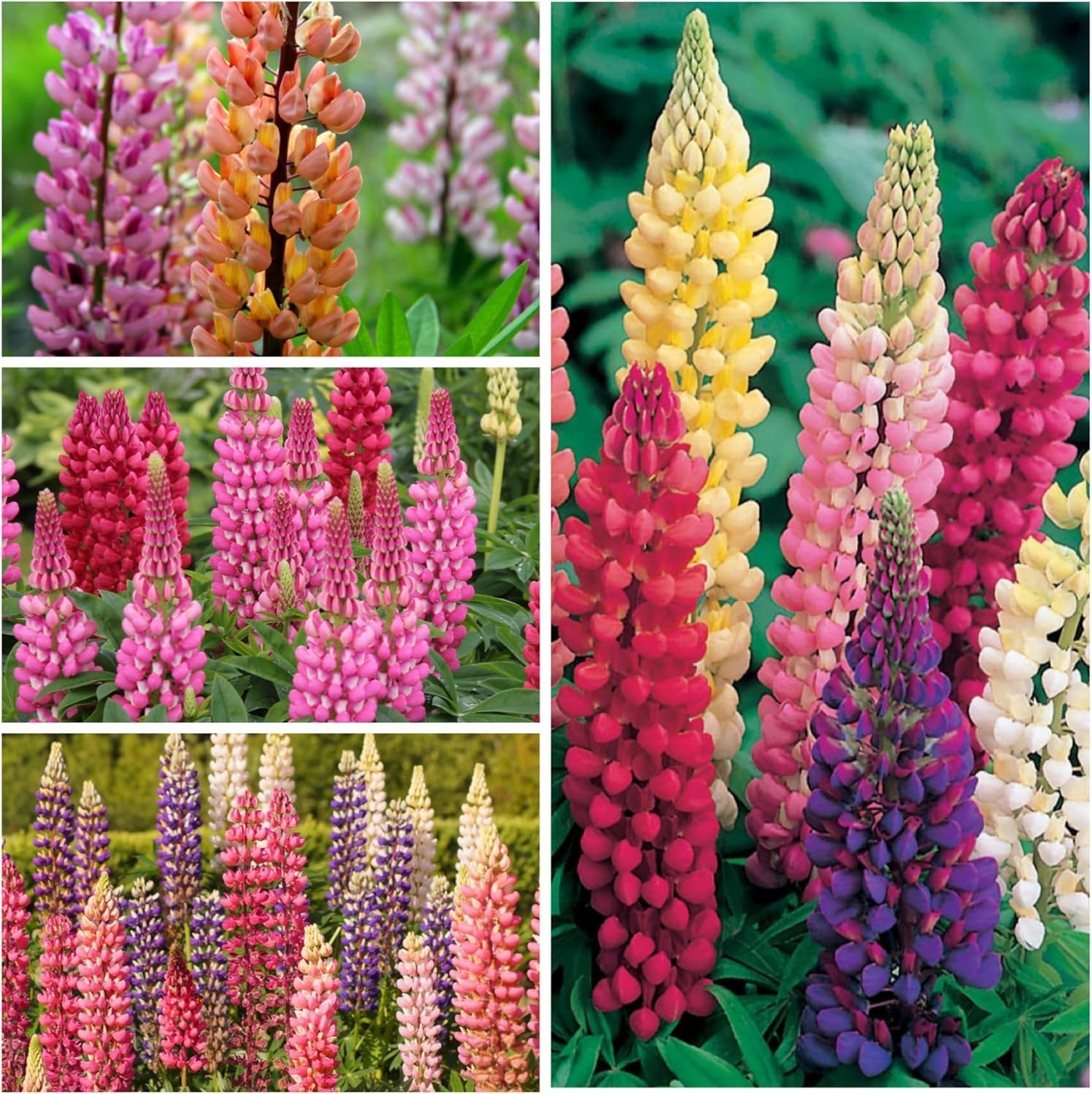1250 Lupine Seeds for Planting Russells Blend – Heirloom & Open Pollinated