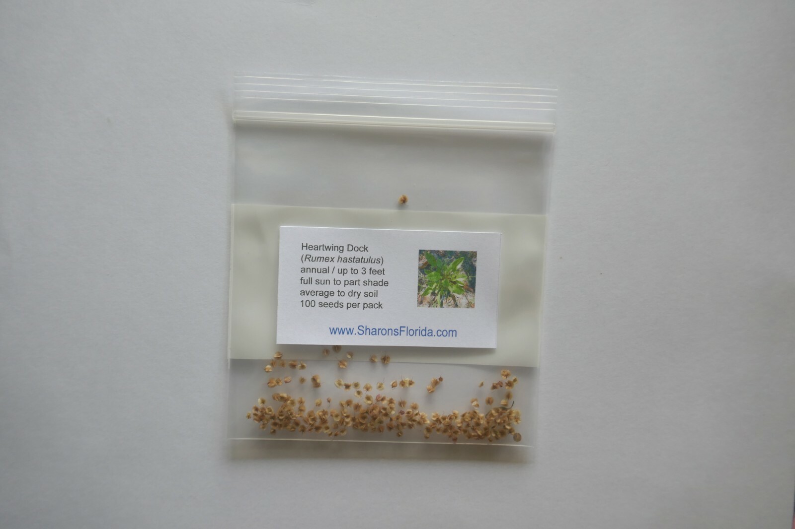 Heart-wing Dock Seeds (Rumex hastatulus) ✤ 100 Seeds