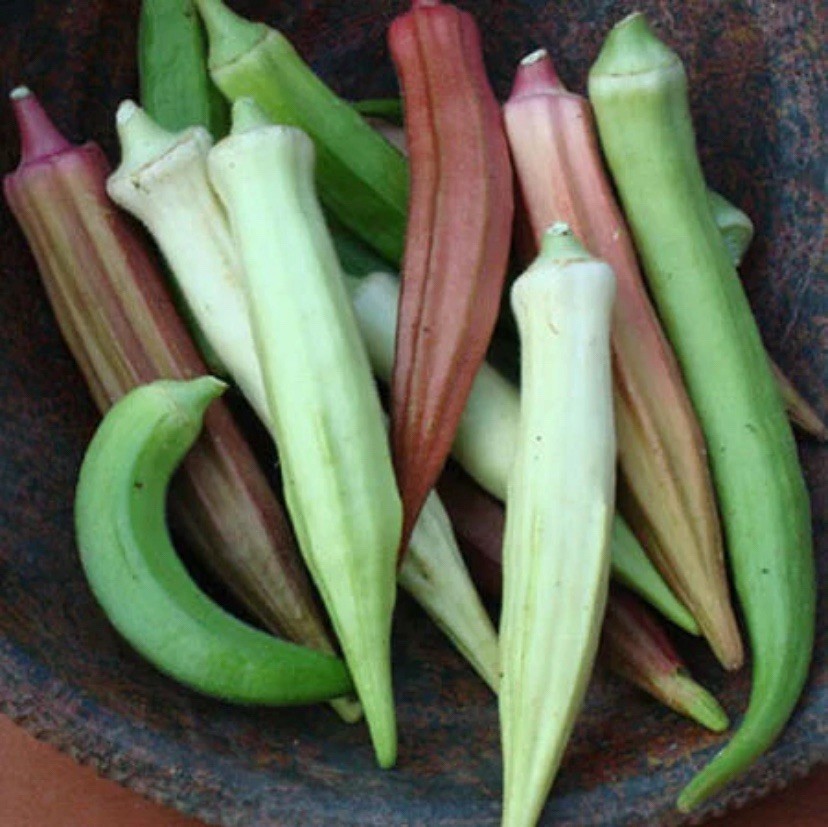 50 RAINBOW OKRA SEEDS -MIX OKRA VEGETABLE garden Seeds – Non-GMO, Heirloom USA