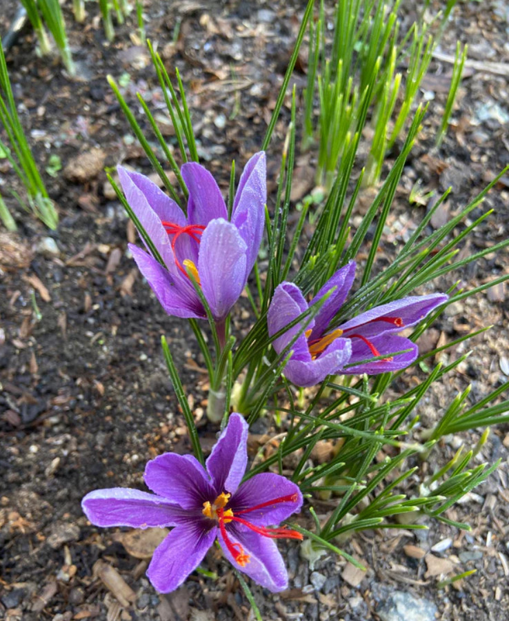 Saffron Crocus 10 Bulbs – Crocus Sativus – Easy Grow Flower Bulbs Kit