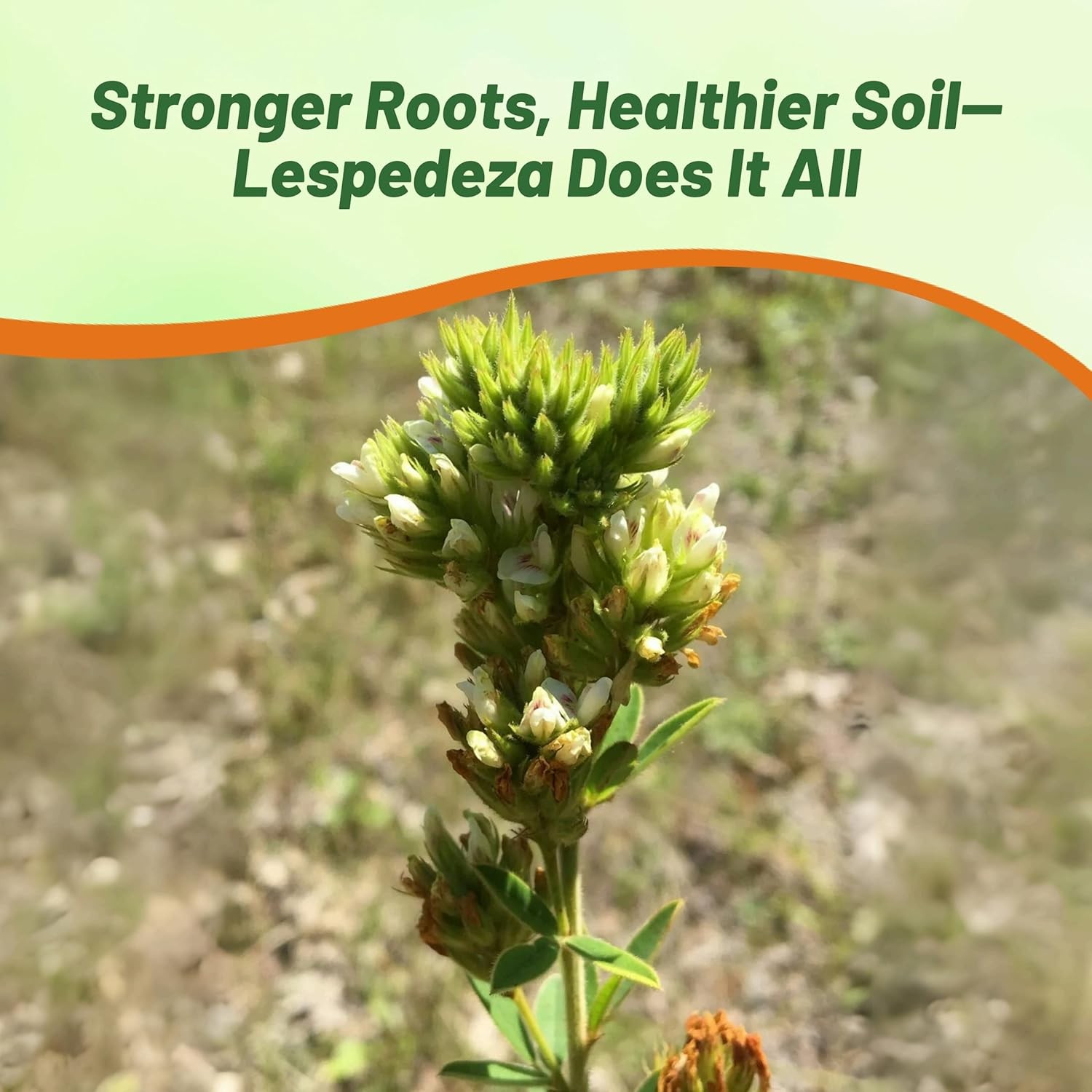 2000 Seeds Drought Resistant Lespedeza Capitata Round Headed Bush Clover