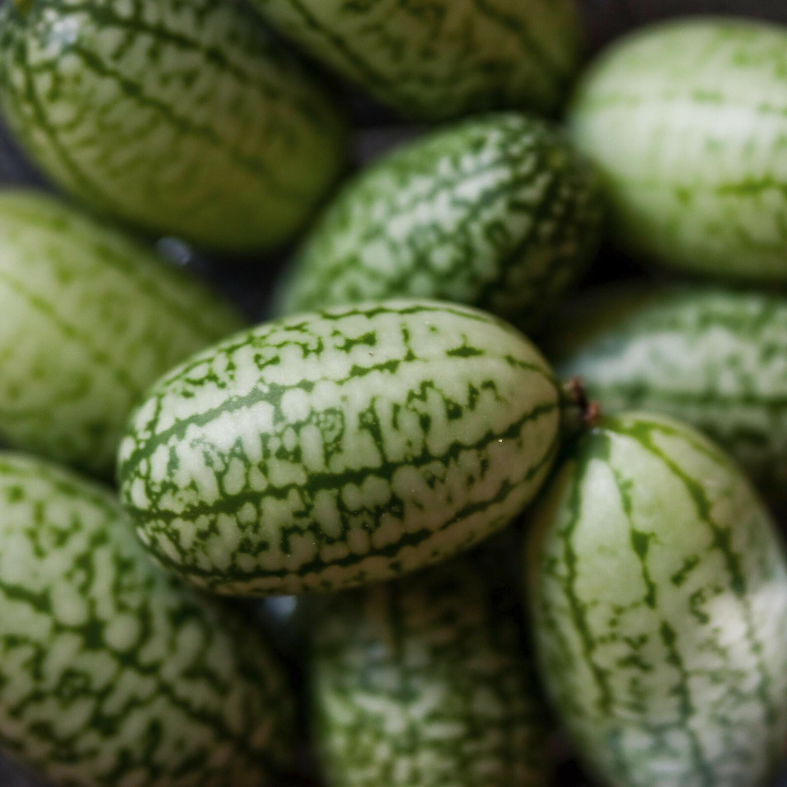 Cucamelon seed (Melothria scabra) Mouse Melon, Mexican Sour Gherkin ~ 25 to 1000