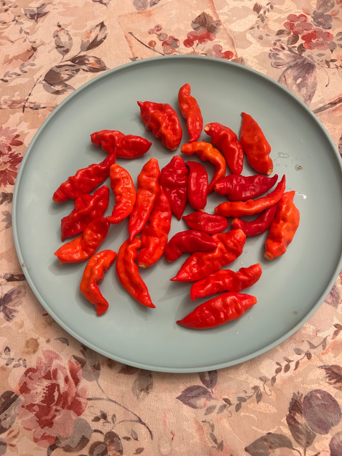 40+ Red Datil Hot Pepper Seeds Heirloom Prolific No Pesticides