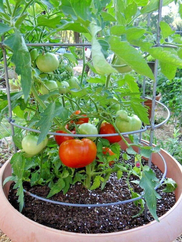 50+Bradley BUSH TOMATO Seeds Organic Compact 36″Tall Vegetable Garden Container