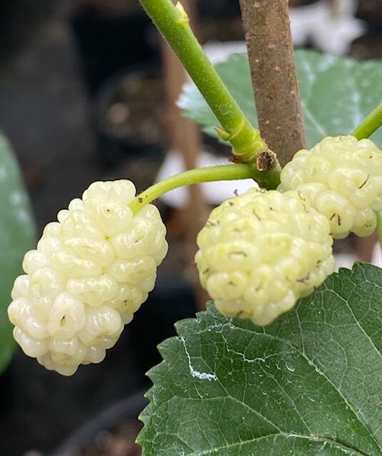 20 SEEDS White Mulberry for Planting | Morus Alba | NON-GMO