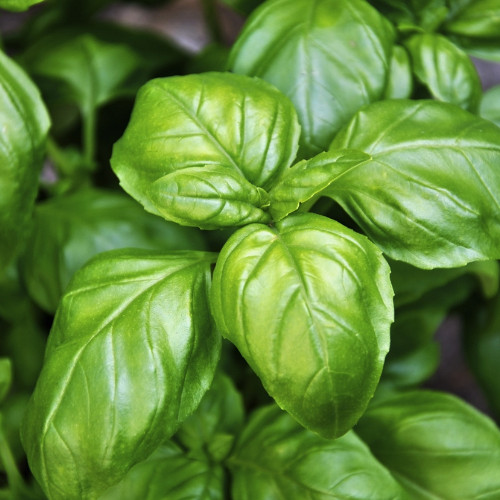 Italian Leaf Basil Seeds | Non-GMO | Heirloom | Fresh Garden Seeds