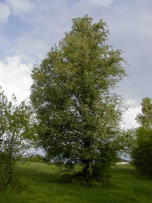 Black Cherry, Prunus serotina, Tree Seeds (Edible, Hardy, Fast, Fall Color)