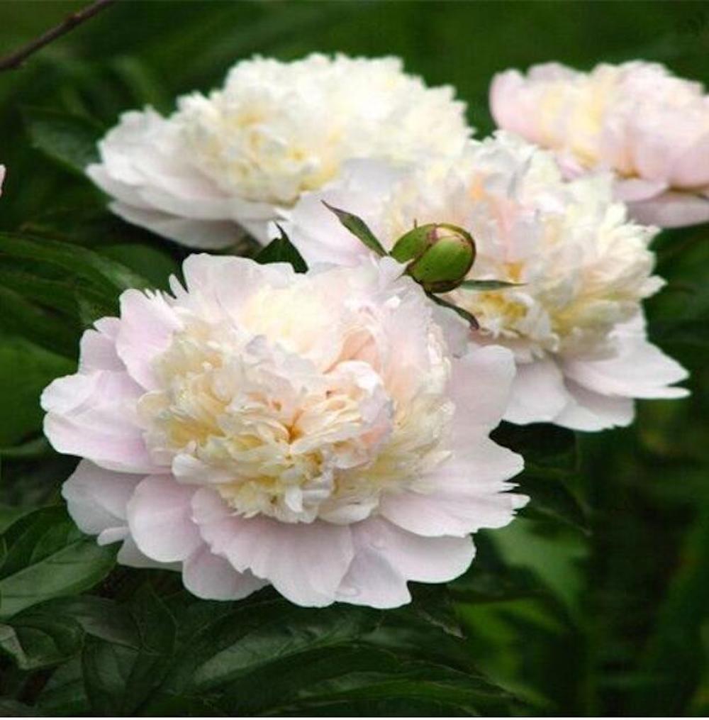 20 PEONIES FLOWER SEEDS rare exotic blossom bloom house plant garden germination