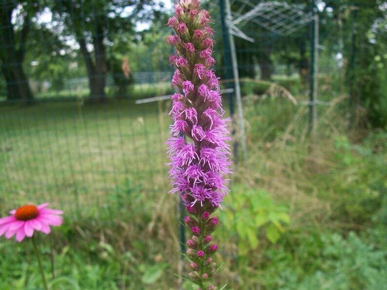 50 SEEDS BLAZING STAR LIATRIS SPICATA