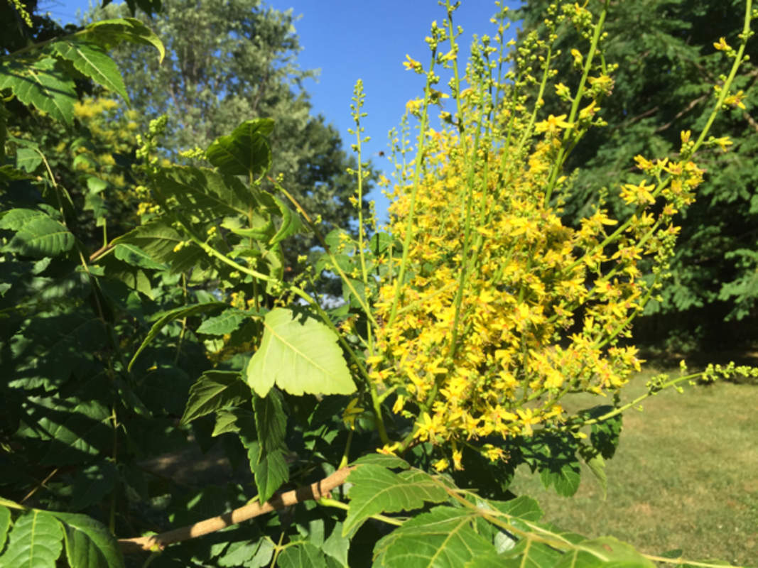1-1000 PCS Golden Rain Tree Seeds Pride India Varnish Koelreuteria Flower 0138
