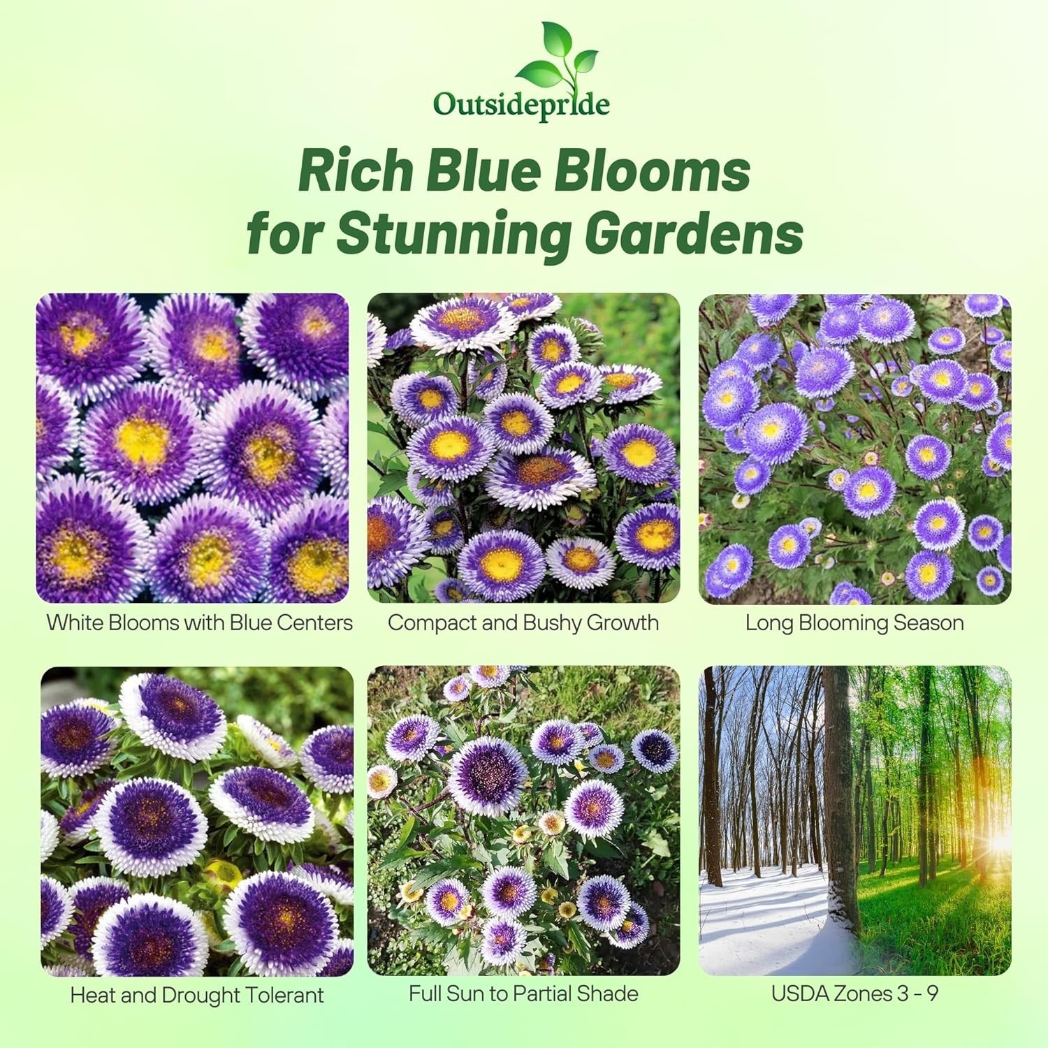 2000 Seeds Aster Seeds – Aster Callistephus Tall Pompon Blue Moon Flower Seed