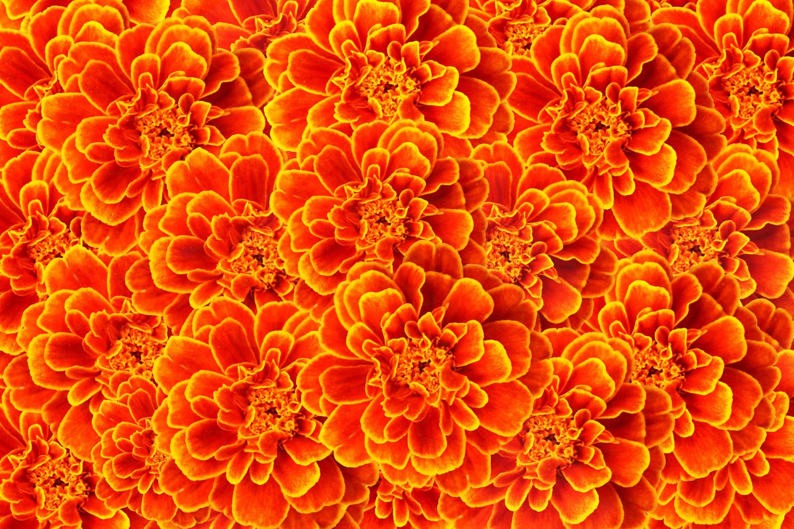 400 FRENCH MARIGOLD SPARKY Mixed Colors Tagetes Patula Flower Seeds *Flat S/H