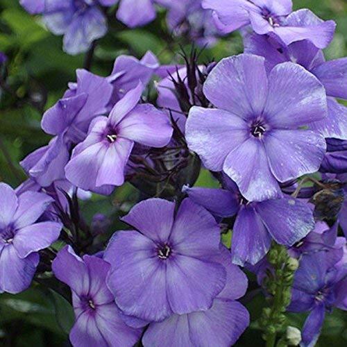 Beauty Blue Phlox Seeds | Heirloom | Free Shipping | Flower Seeds | 1239