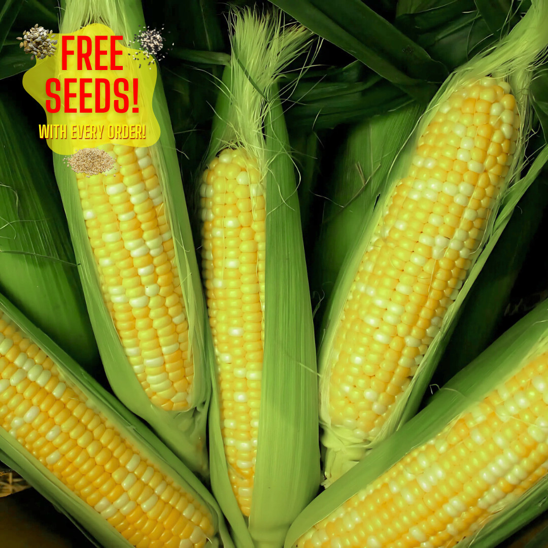 Fresh Peaches and Cream Corn Seeds | Sweet | Heirloom Non-GMO | Vegetable Seeds