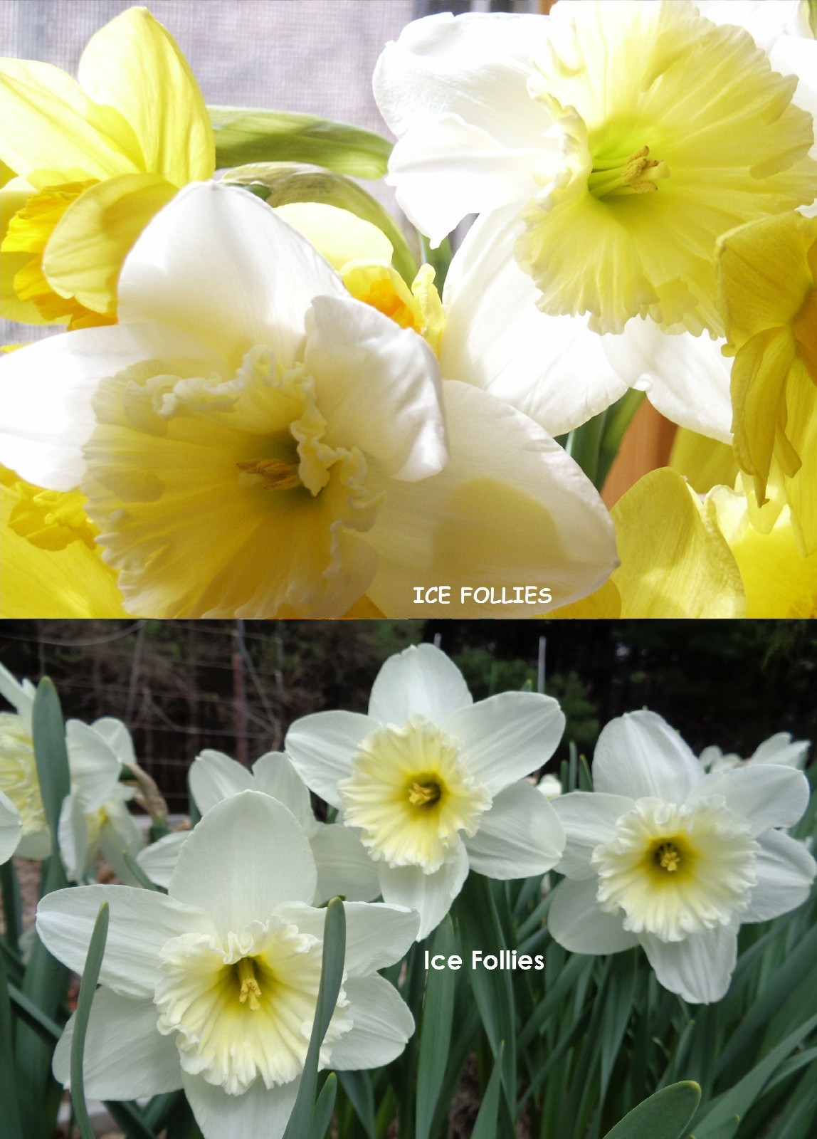 197 DAFFODIL BULBS 5 Varieties PlsREAD Jonquils Narcissus FromMyGarden